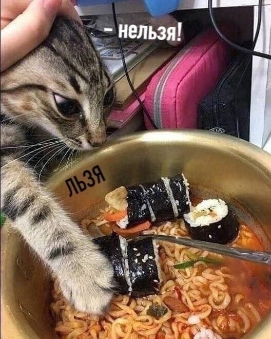 Кот Василий терроризирует все тарелки в доме