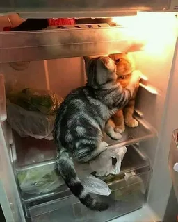Когда заглядываешь в холодильник в поисках чего-нибудь к чаю
