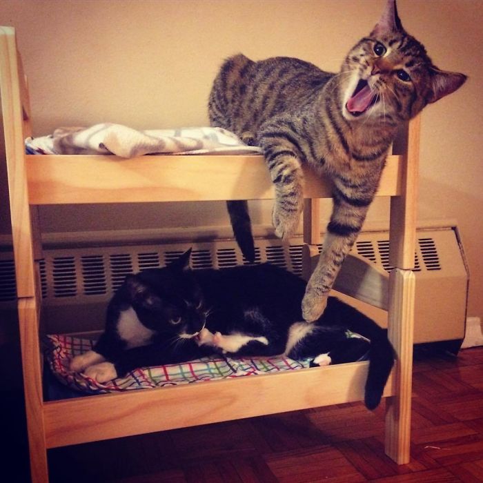 Кроватки IKEA для котиков