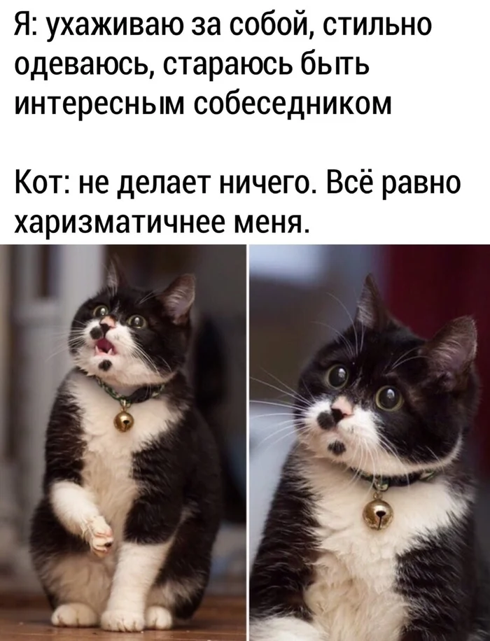 Мемы про кошек