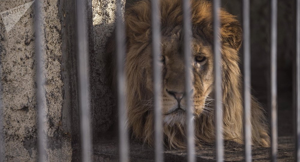 Издевательство над львом в зоопарке