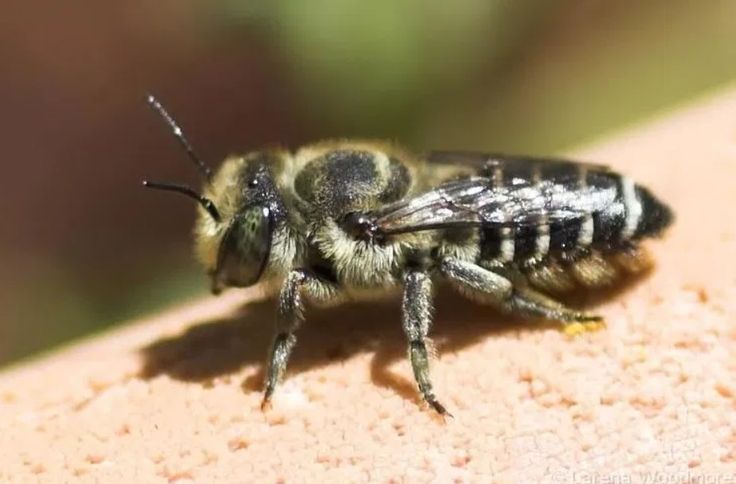 Пчела-стервятник