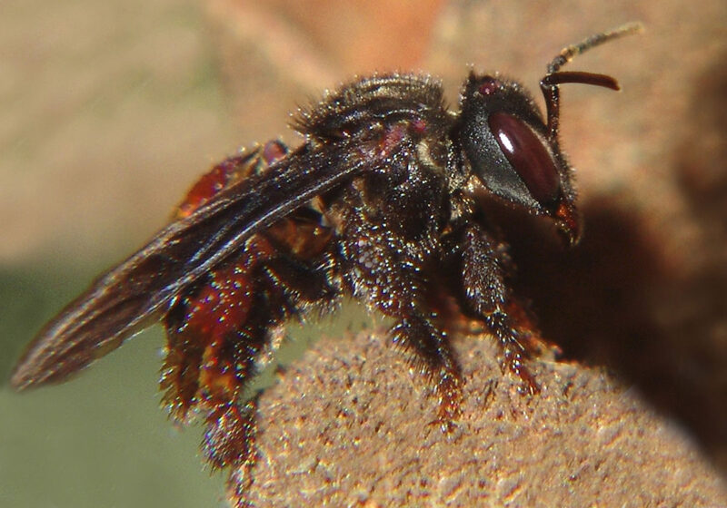 Пчела-стервятник