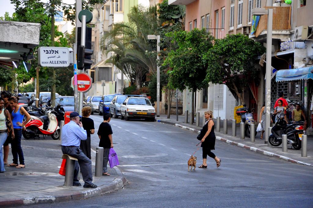 В Израиле собак обязали сдать анализы