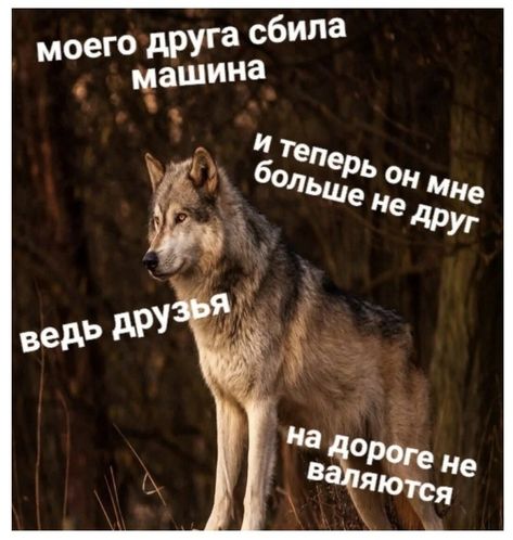 Мемы с волками
