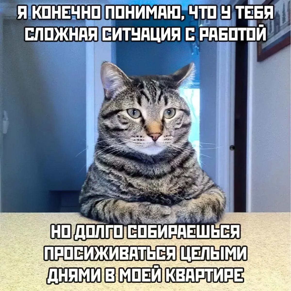 Мемы с котиками. Часть 2