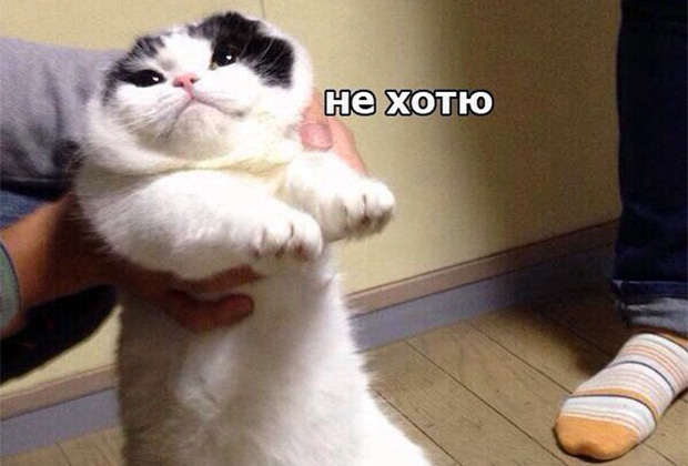 Мемы про котиков