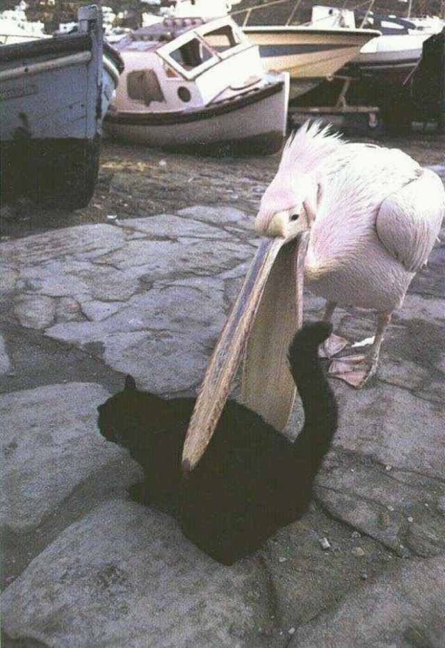 Когда пеликаны проголодались