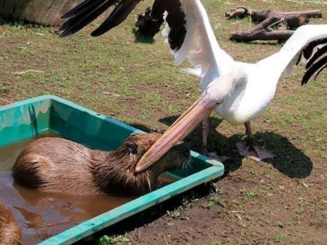 Когда пеликаны проголодались