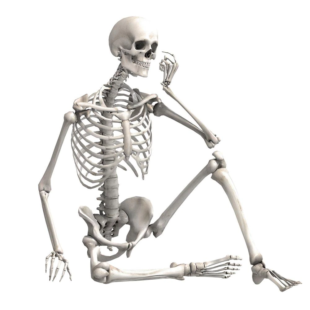 Интересное о скелете