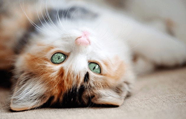 Пять интересных фактов о кошках