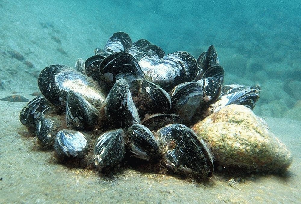 Море моллюсков