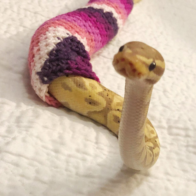 Вы когда-нибудь видели змею в свитере