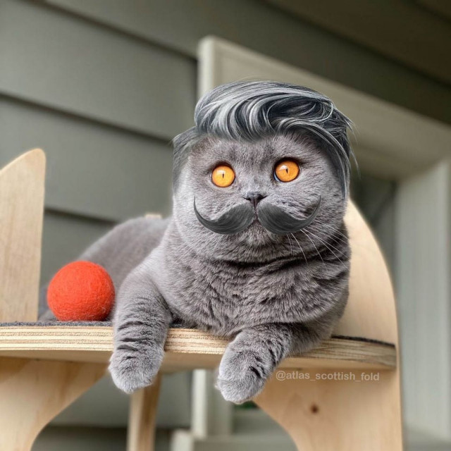 Доказательств того что котикам идёт любая причёска