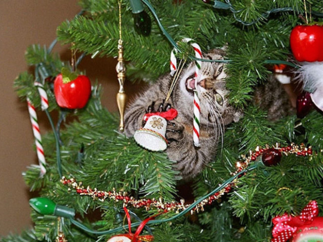 Кошки против новогодних ёлок