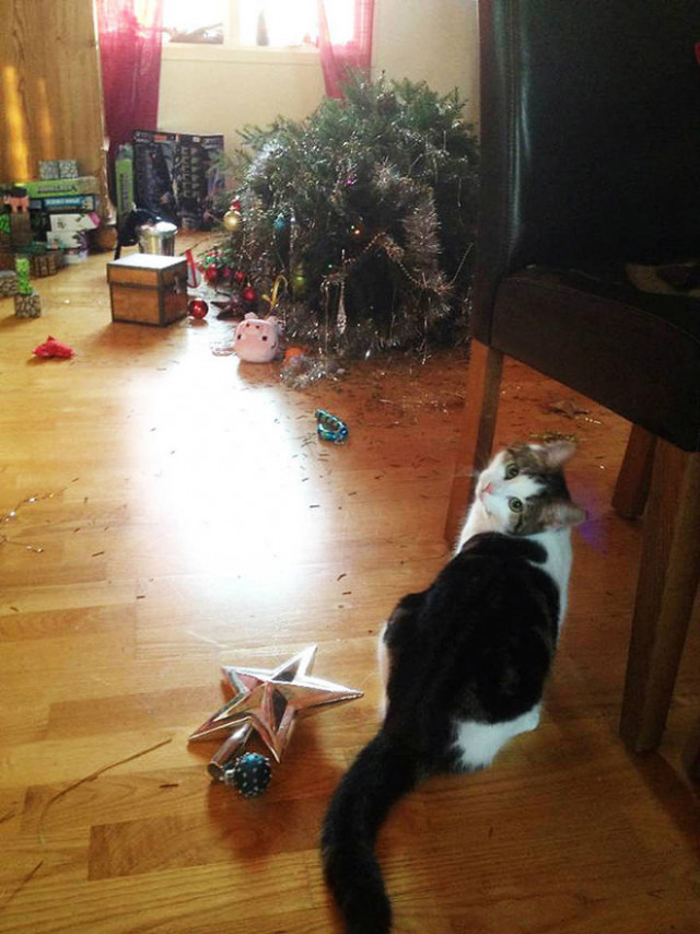 Кошки против новогодних ёлок