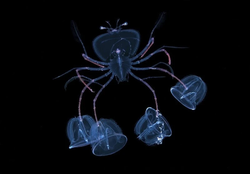 Удивительный подводный мир: необычные и интересные фото