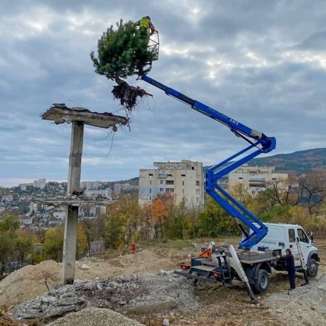 Жители ялты спасли сосну