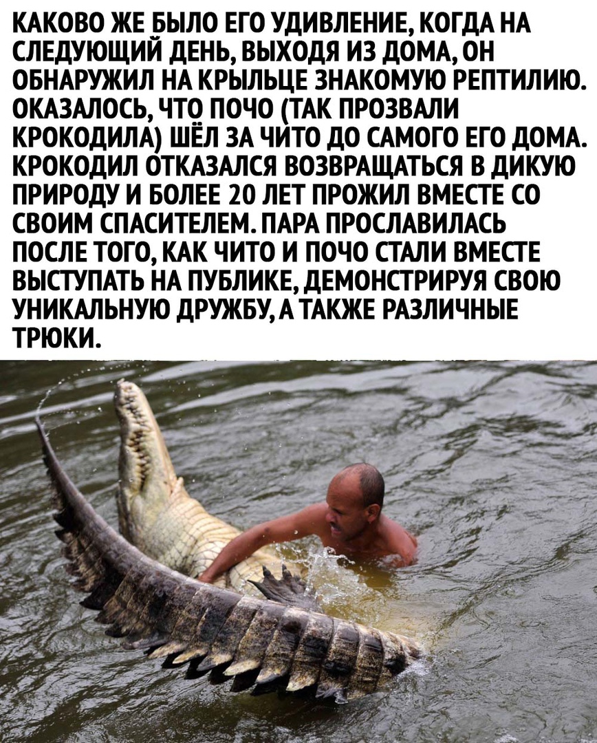 Лечение крокодила