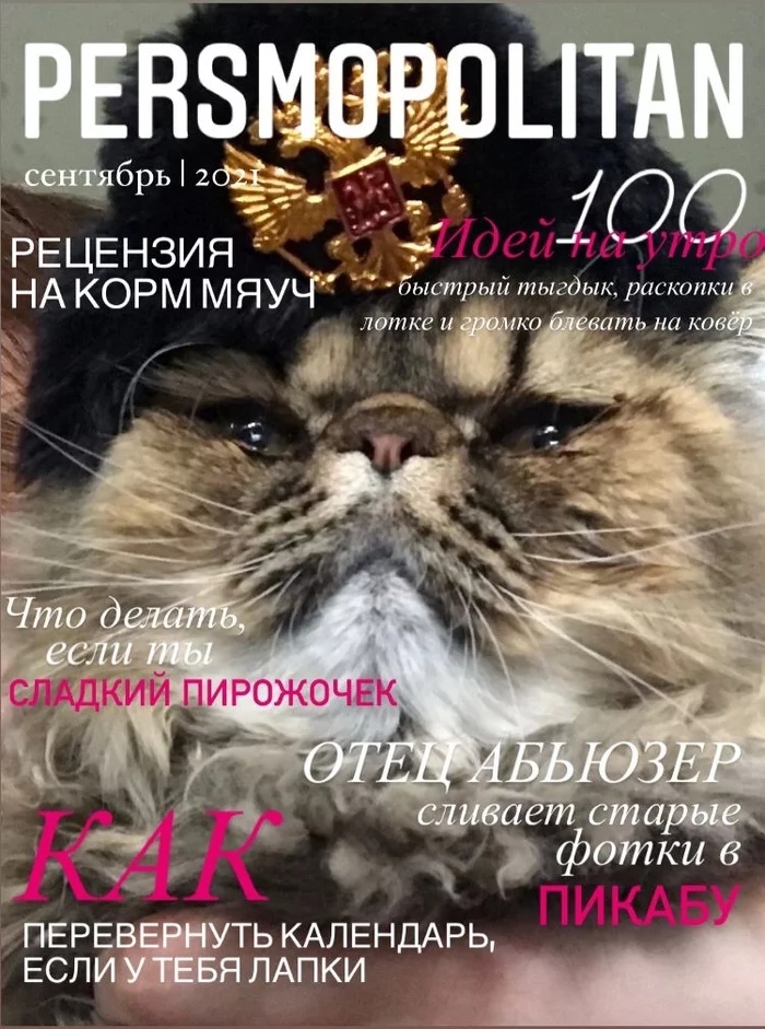 Журналы, которые тайком читает твой кот