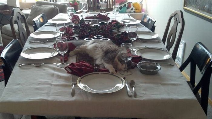 Когда кот &#8212; главное блюдо