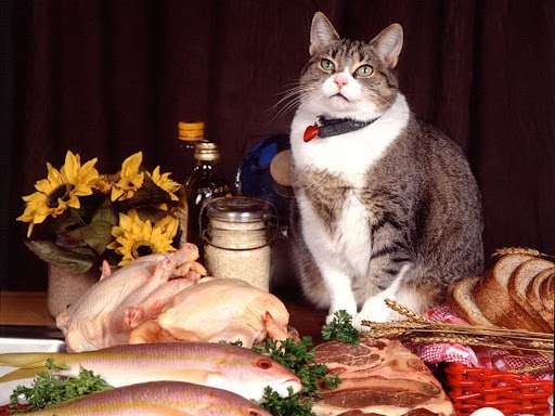 Когда кот &#8212; главное блюдо