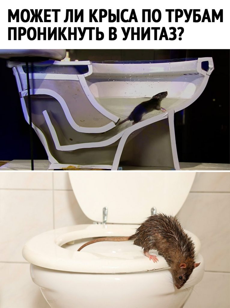 Сверхспособности крыс