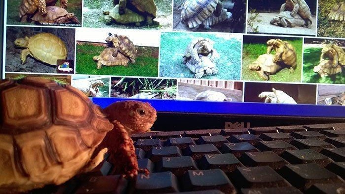 История одной черепахи