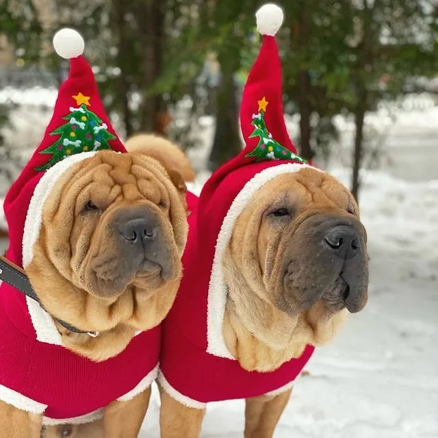Новогодние костюмы для собак