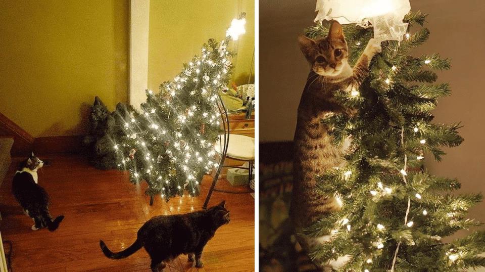 Как защитить елку от кошек