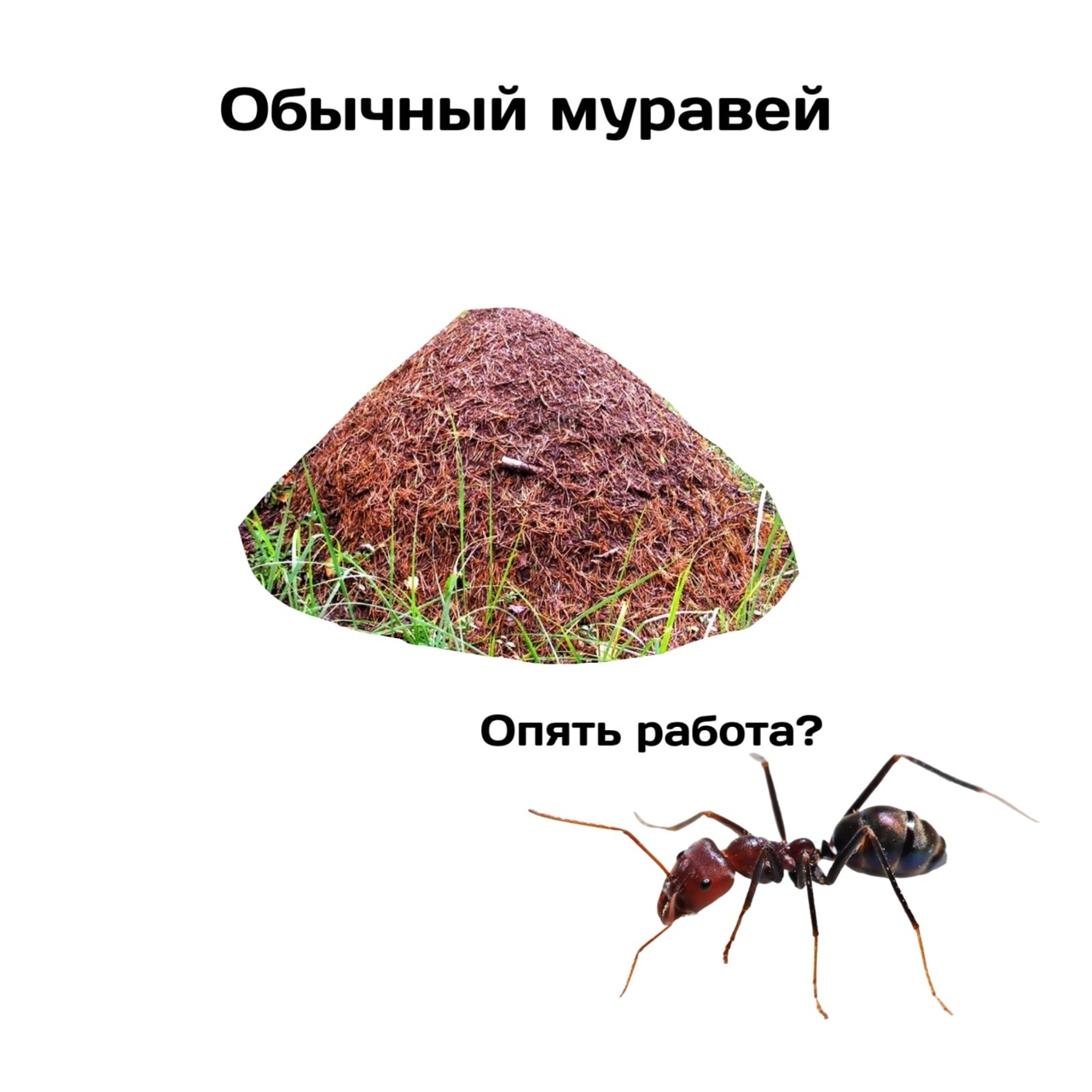 В мире насекомых