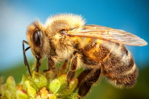 Трудяги пчёлы