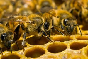 Трудяги пчёлы