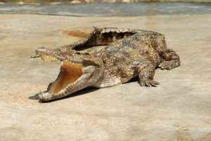 Догонит ли крокодил тебя на суше?