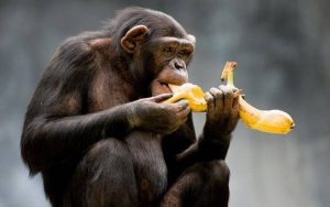 Что в меню у шимпанзе?