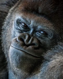Как гориллы защищаются?