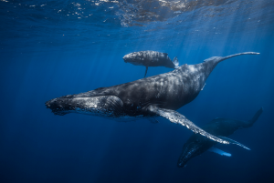 Горбатые киты на страже безопасности.