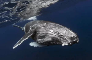 Горбатые киты на страже безопасности.