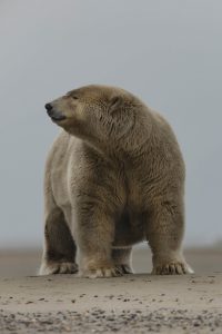 Внимание! Запредельные эмоции! Толстенький полярный медведь.