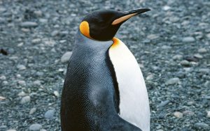 Есть ли у пингвинов перья?
