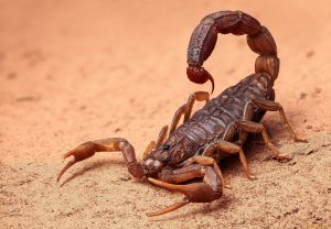 Неожиданный факт о скорпионе