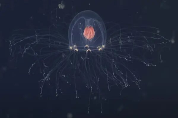 19 глубоководных существ, напоминающих инопланетян, которые заставят вас думать дважды о походе в океан