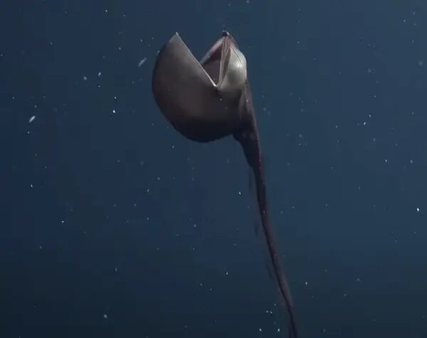 19 глубоководных существ, напоминающих инопланетян, которые заставят вас думать дважды о походе в океан
