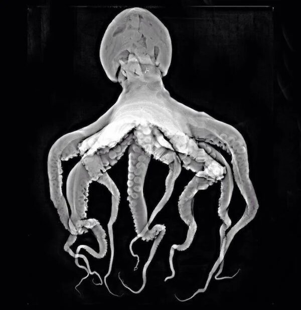 Природа в рентгеновском свете: 28 удивительных фотографий от бывшего медицинского физика