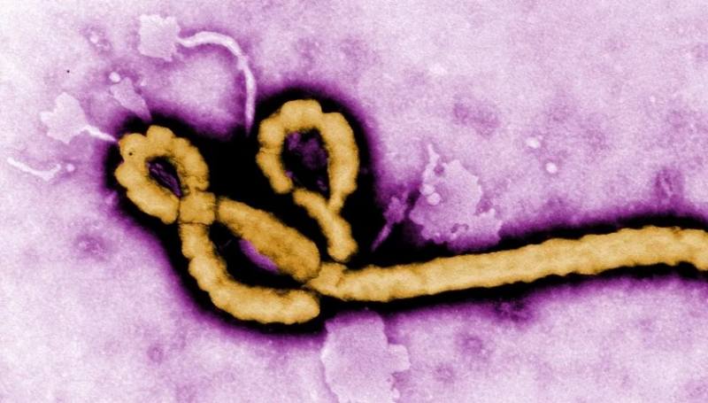Новый вирус Марбург атакует Африку &#8212; от таинственной болезни погибли уже 5 человек
